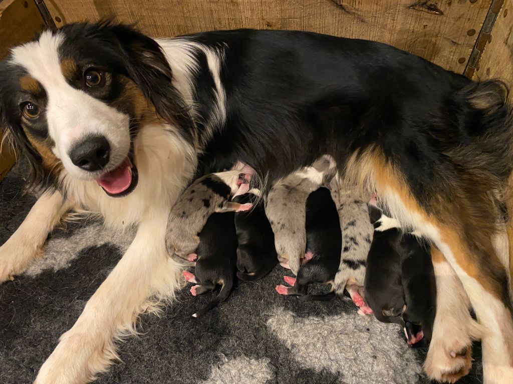 chiot Berger Américain Miniature  Des Steppes Des Hauts De France