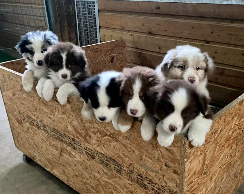 chiot Berger Américain Miniature  Des Steppes Des Hauts De France